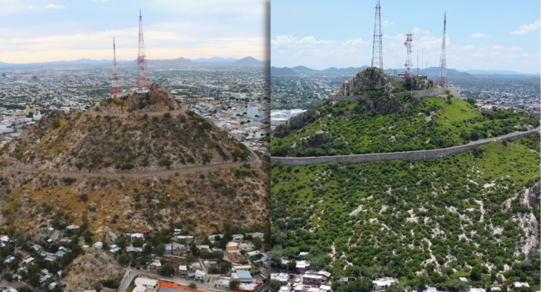 Hermosillo Verde: La Resiliencia de los Árboles Nativos en el Desierto
