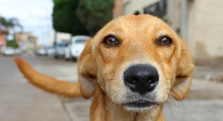 Día Internacional del Perro: Un Llamado a la Responsabilidad y el Amor Canino