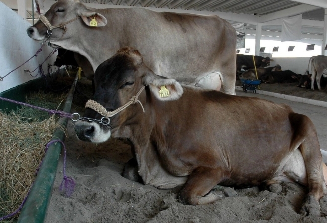 La Unión Ganadera de Sinaloa cancela la Expo Ganadera 2024 ante amenazas del crimen organizado