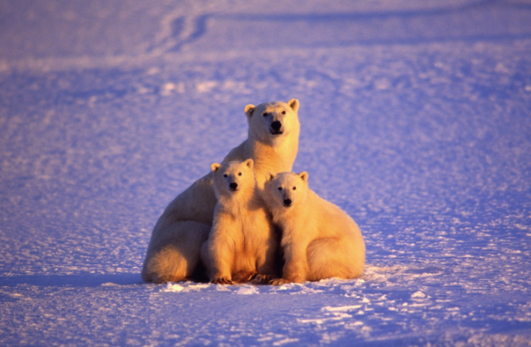 𝗚𝗼𝗯𝗶𝗲𝗿𝗻𝗼 𝗱𝗲 𝗧𝗿𝘂𝗺𝗽 𝗶𝗺𝗽𝘂𝗹𝘀𝗮 𝗲𝘅𝗽𝗹𝗼𝗿𝗮𝗰𝗶𝗼́𝗻 𝗽𝗲𝘁𝗿𝗼𝗹𝗲𝗿𝗮 𝗲𝗻 𝗲𝗹 𝗥𝗲𝗳𝘂𝗴𝗶𝗼 𝗔́𝗿𝘁𝗶𝗰𝗼, 𝗮𝗺𝗲𝗻𝗮𝘇𝗮𝗻𝗱𝗼 𝗮 𝗹𝗼𝘀 𝗼𝘀𝗼𝘀 𝗽𝗼𝗹𝗮𝗿𝗲𝘀