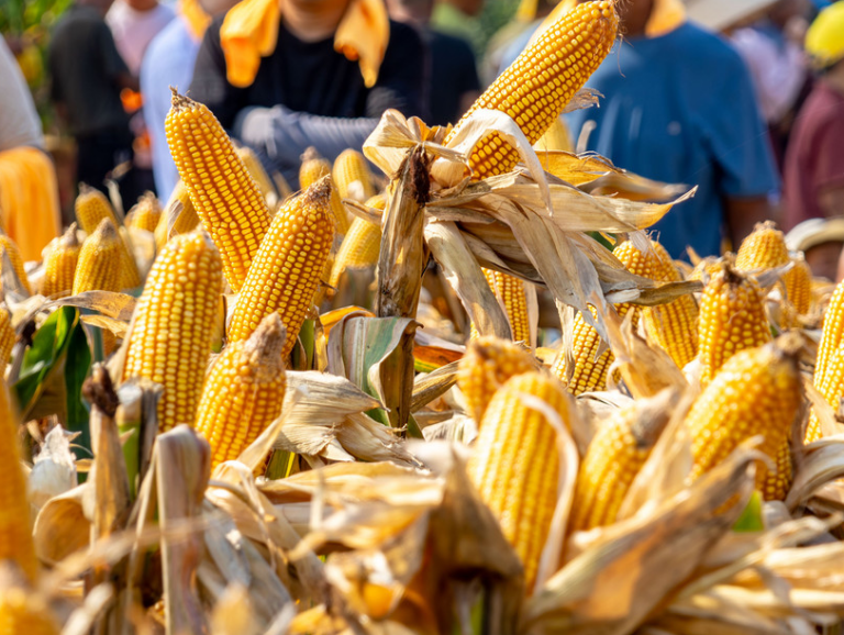 México levanta restricciones al maíz transgénico tras fallo del T-MEC: un retroceso en su política agrícola