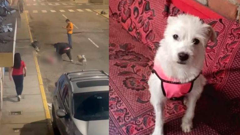 Trujillo indignado: Hombre mata a perrito a golpes en pleno centro histórico