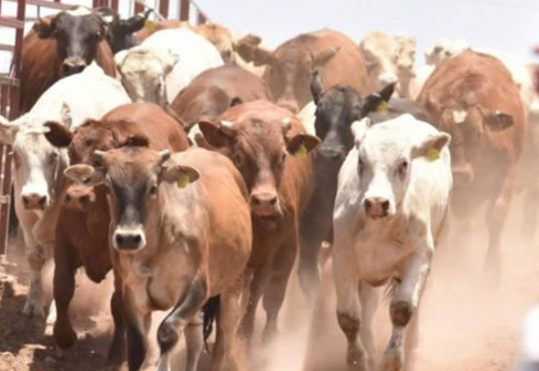 Sonora inicia operativo contra el gusano barrenador para recuperar exportaciones ganaderas a EE.UU.