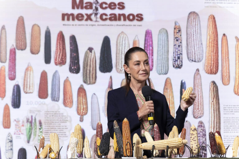 Sheinbaum Anuncia Programa para Fortalecer Maíz Nativo y Banco de Germoplasma Tras Prohibición de Transgénicos