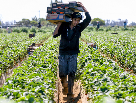 La potencia oculta: mexicanos en EE. UU. ya superan el PIB de Brasil y Canadá